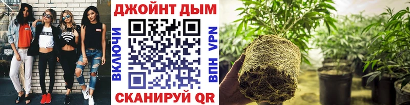 продажа наркотиков  Дно  МЕГА как зайти  это наркотические препараты  Бошки марихуана Bruce Banner 